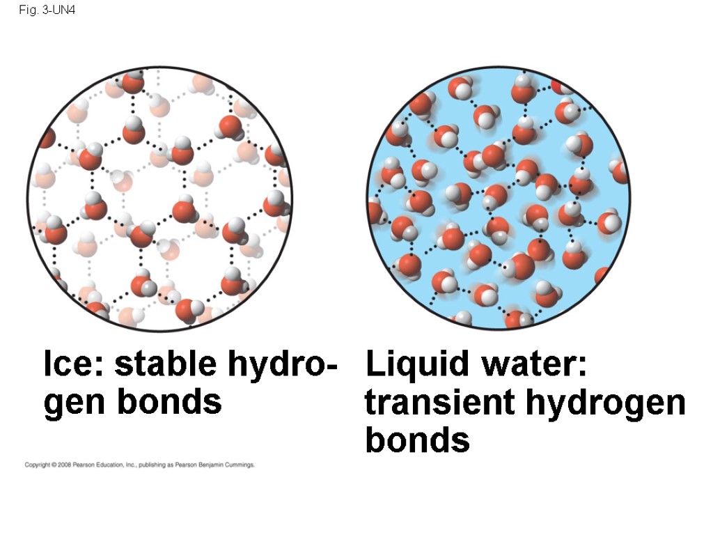 Fig. 3-UN4 Liquid water: transient hydrogen bonds Ice: stable hydro- gen bonds